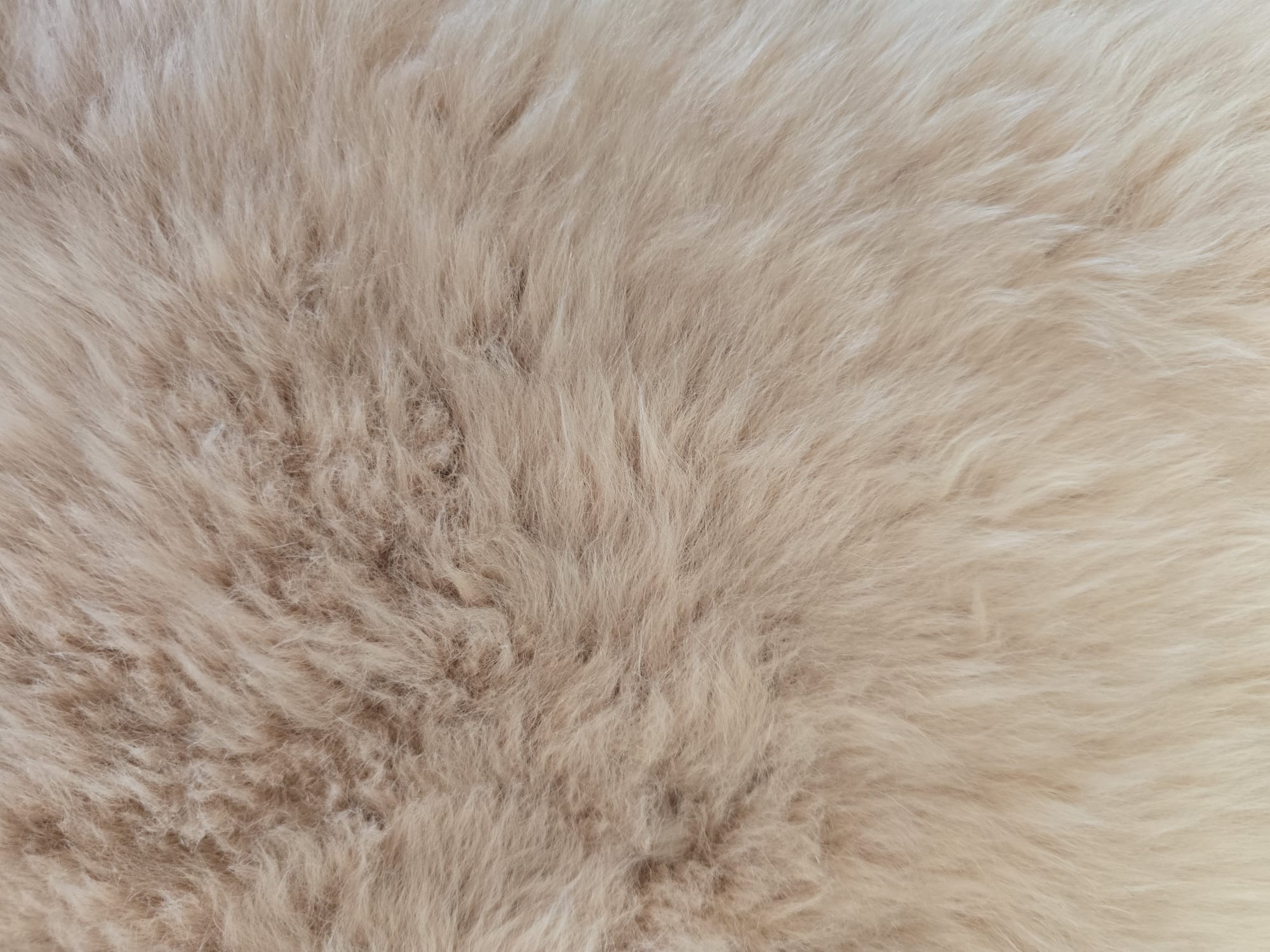 Janjeća koža Roza 65x104 cm od prave australske merino vune